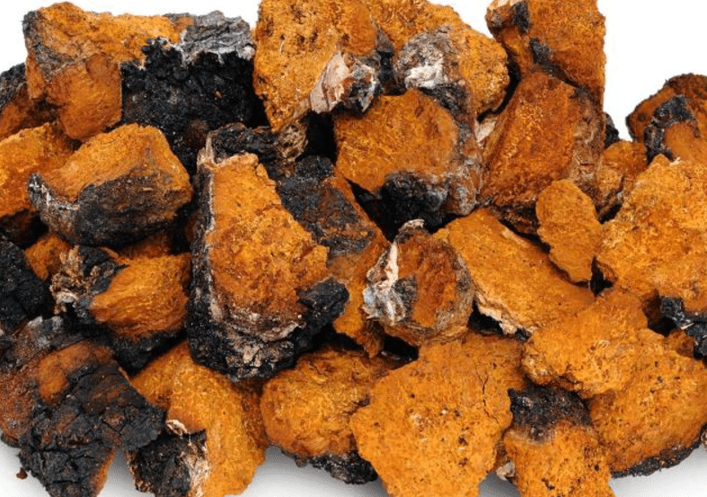 Le Chaga, le champignon champion pour la santé