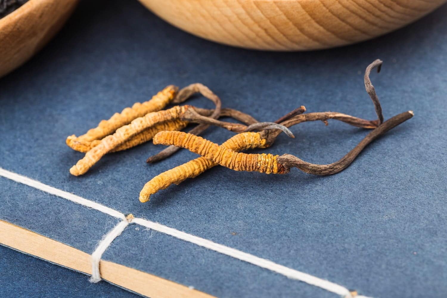 Le cordyceps, le champignon des Empereurs de Chine