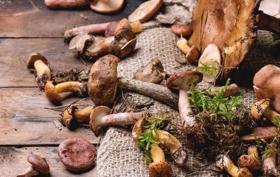 Mycothérapie : Les champignons, des armes de pointe contre le cancer