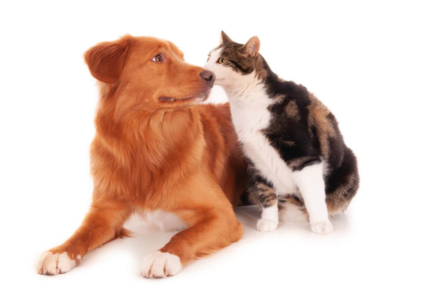 Six façons dont votre animal de compagnie peut favoriser la santé et le bien-être