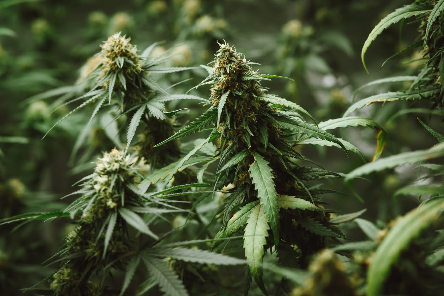 Pourquoi le cannabis ouvre t-il l’appétit ?