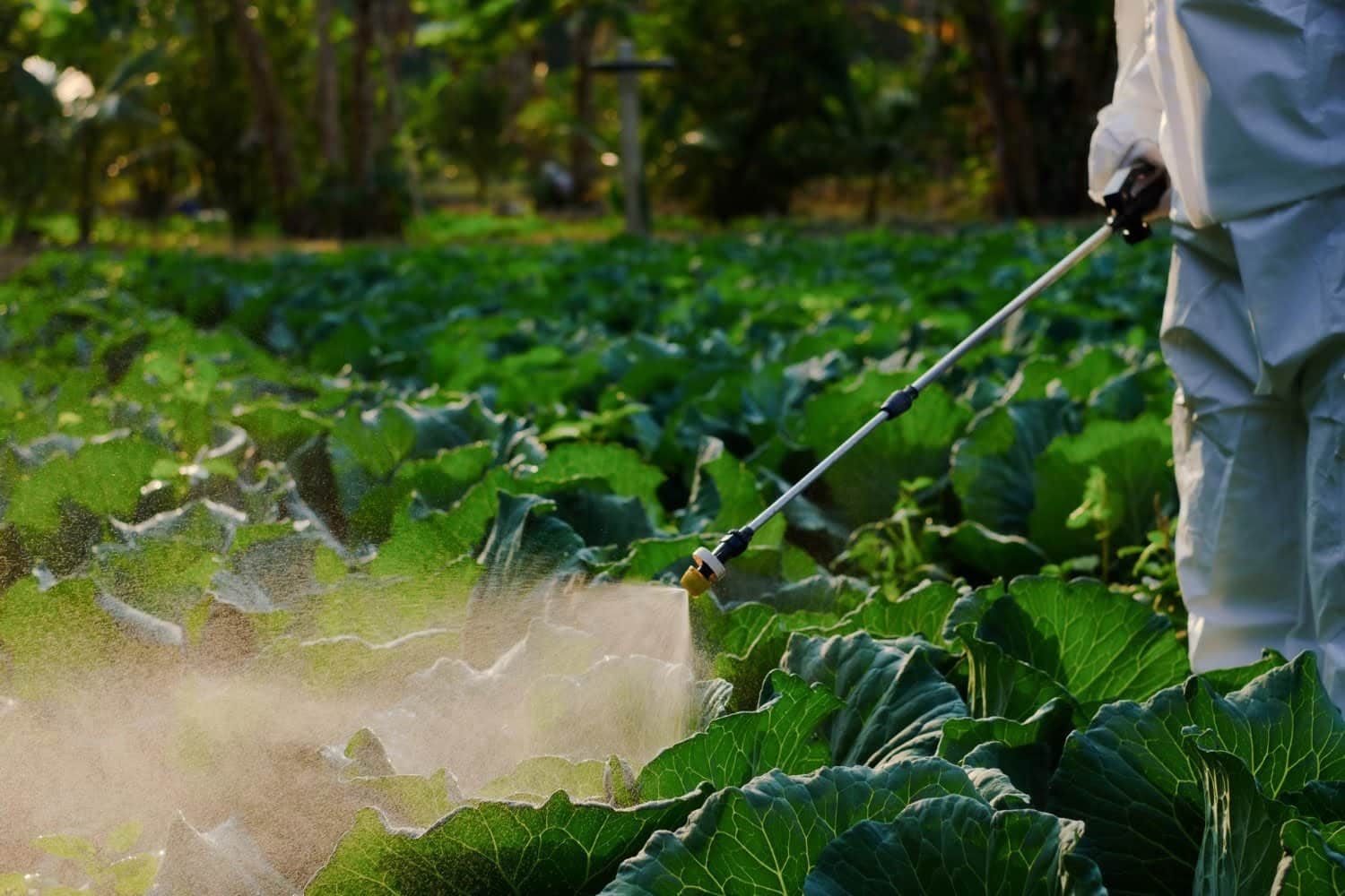 Une étude révèle les risques cancérogènes des pesticides agricoles comme le glyphosate