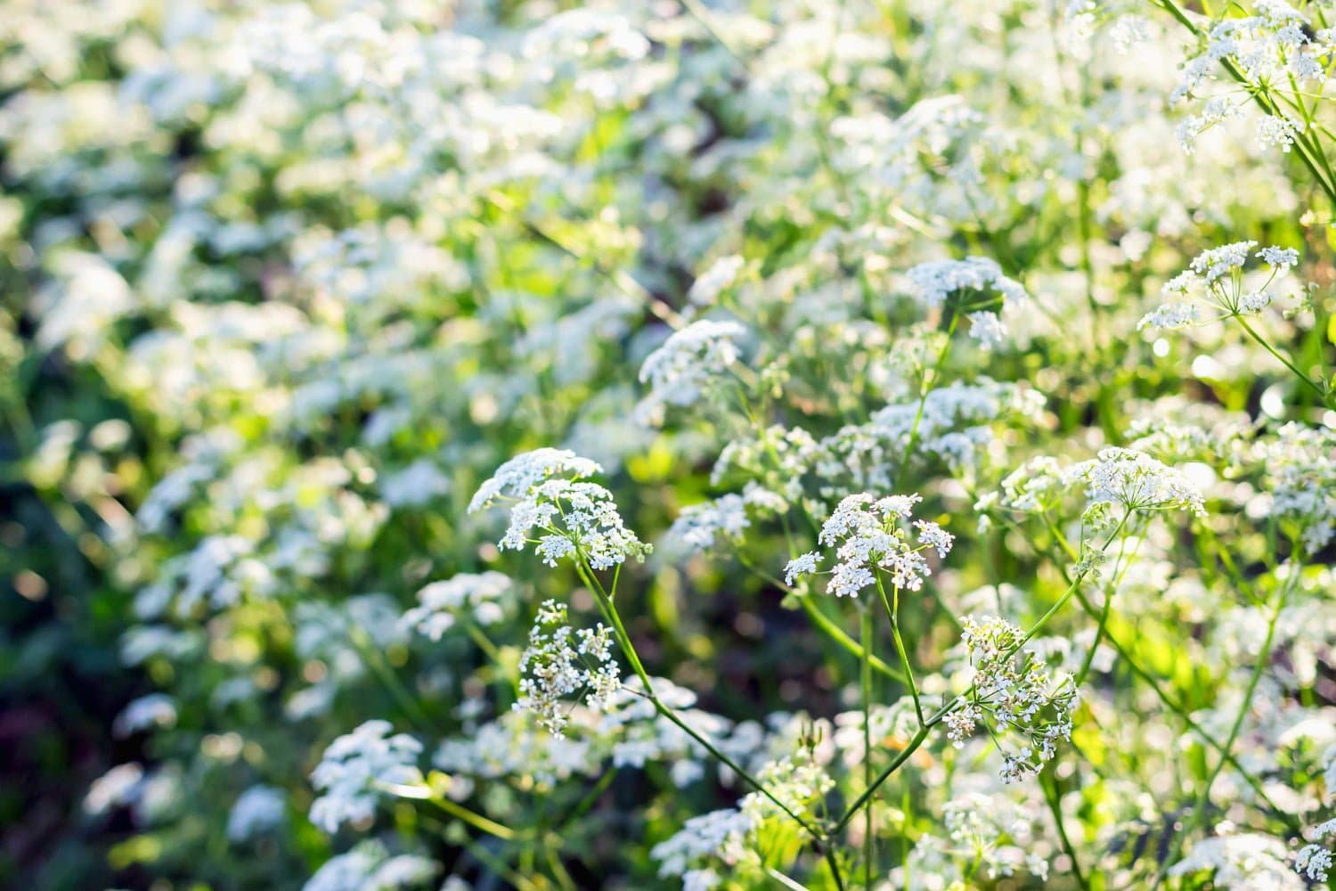 Aethusa cynapium : pour les troubles digestifs des nourrissons