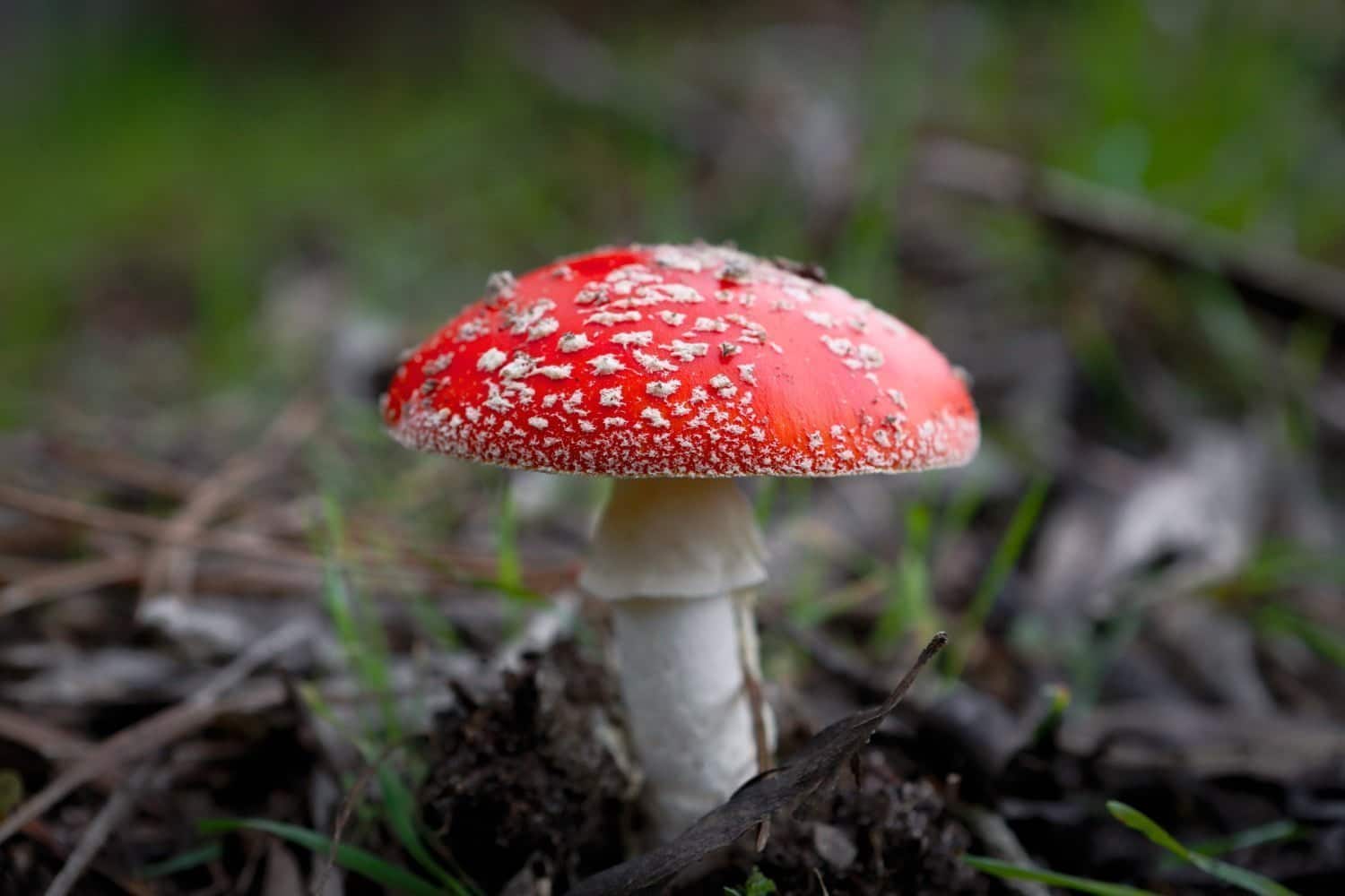 Agaricus muscarius : spasmes nerveux, troubles du comportement et circulatoires