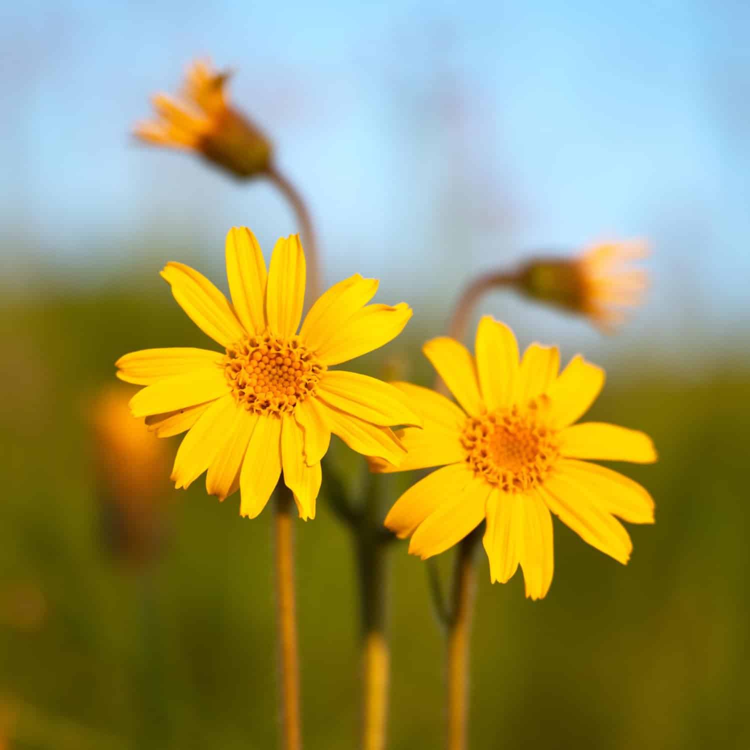Arnica montana : un remède contre les chocs physiques et psychiques