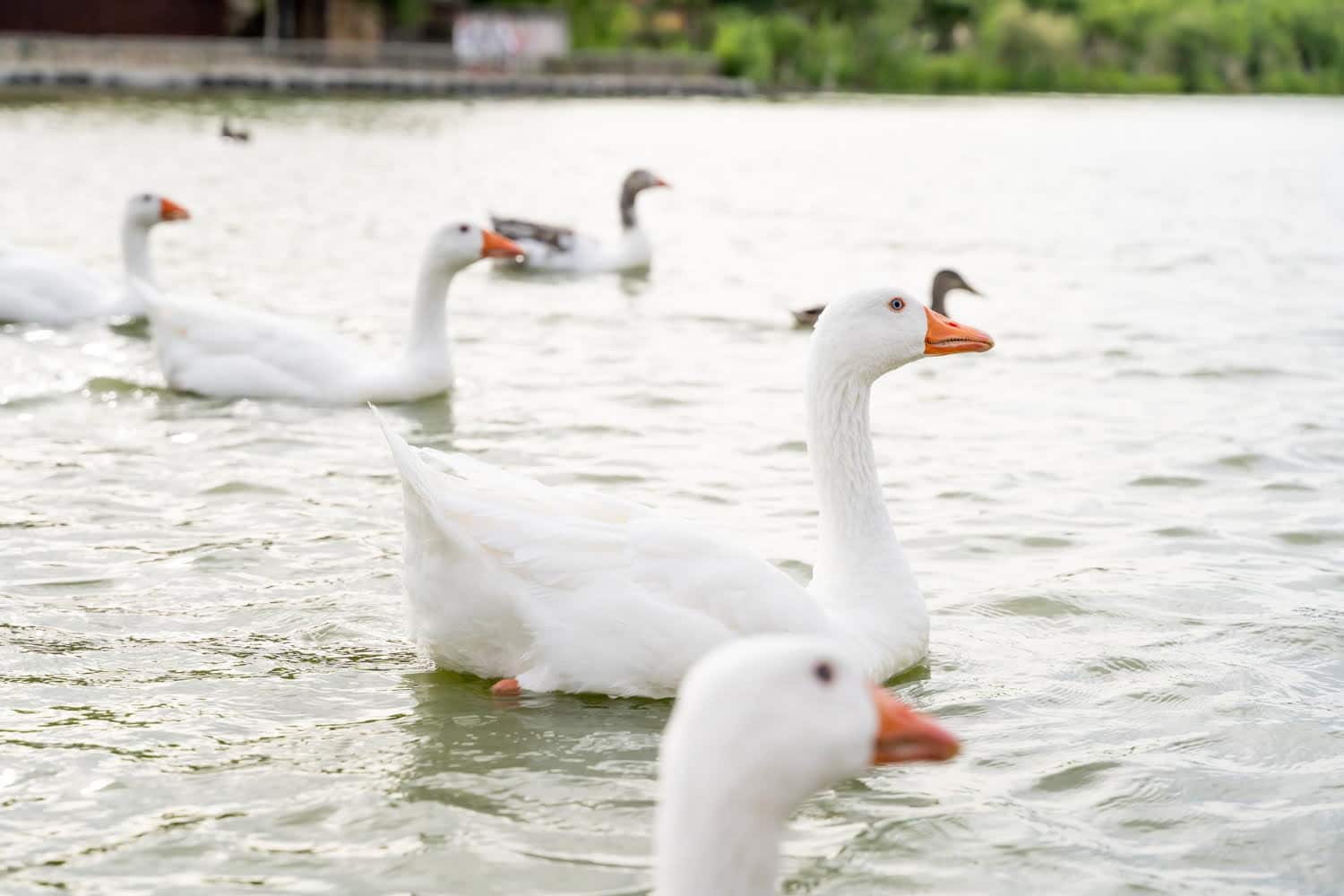 Aviaire : prévention et suites d’infections respiratoires et ORL