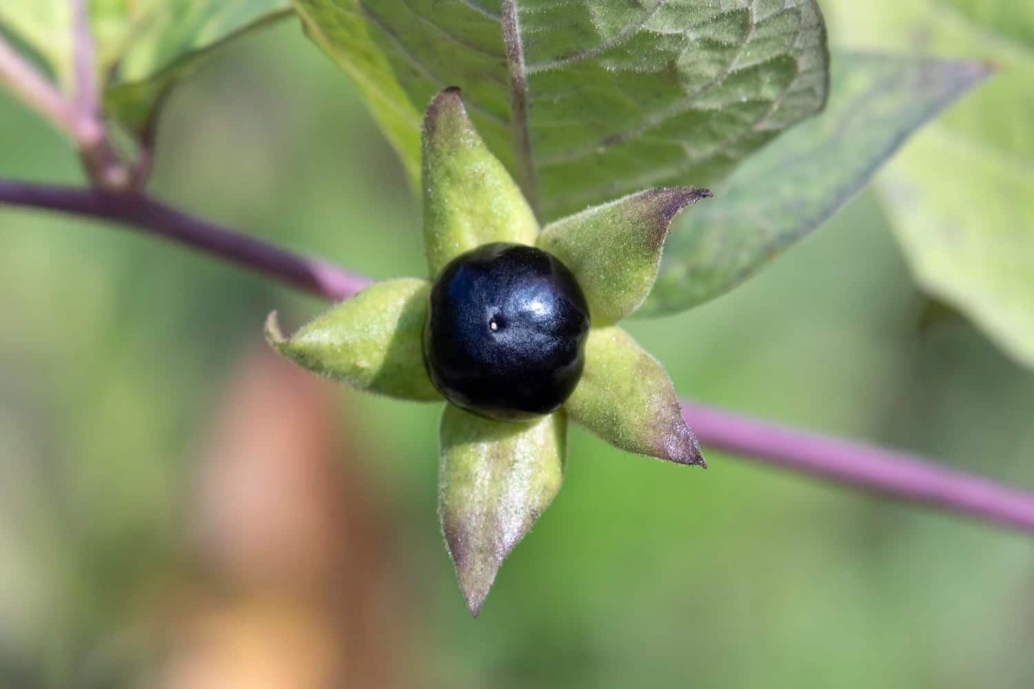 Belladonna : fièvre subite et affections cutanées, oculaires et ORL