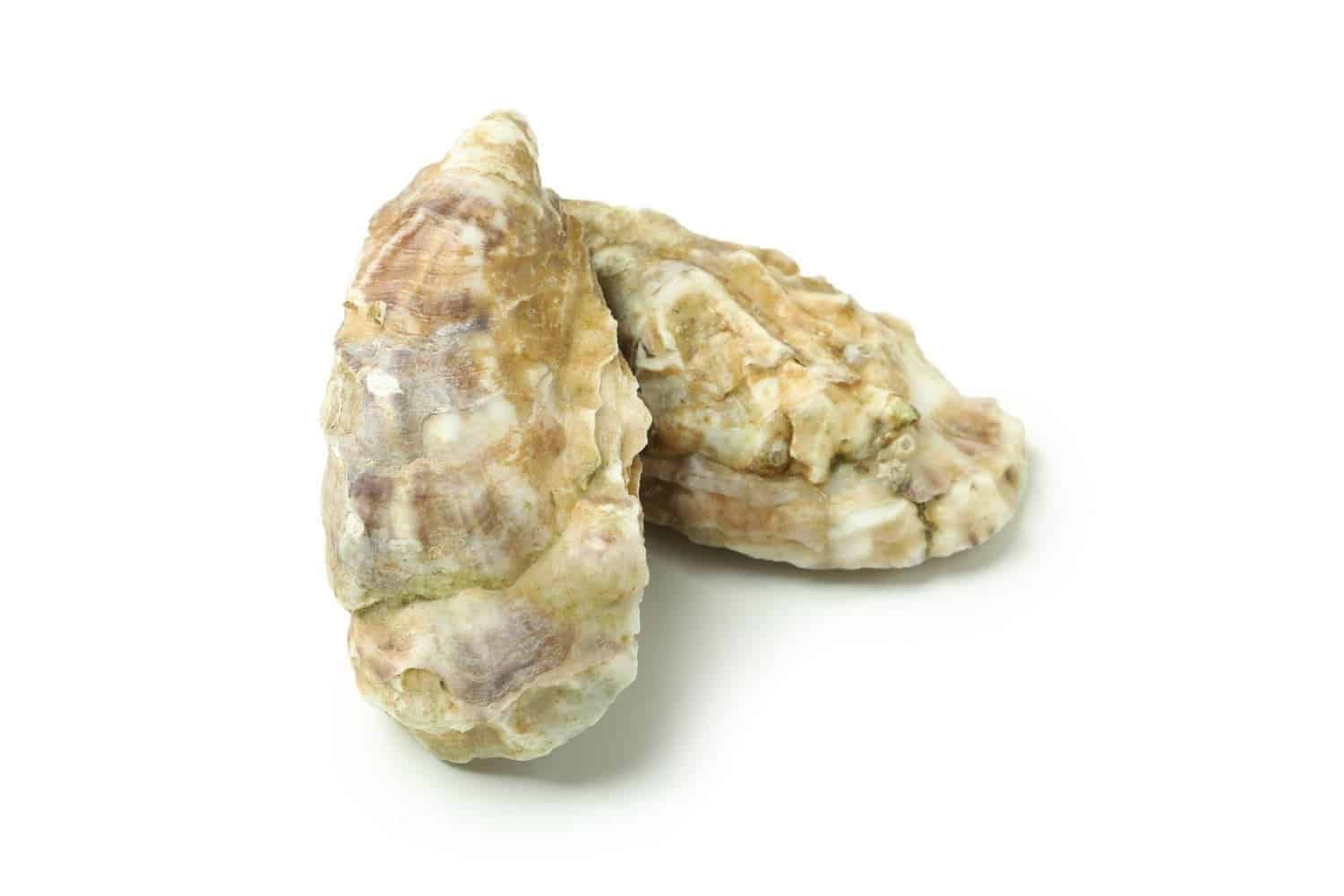 Calcarea carbonica ostrearum : un remède de fond polyvalent