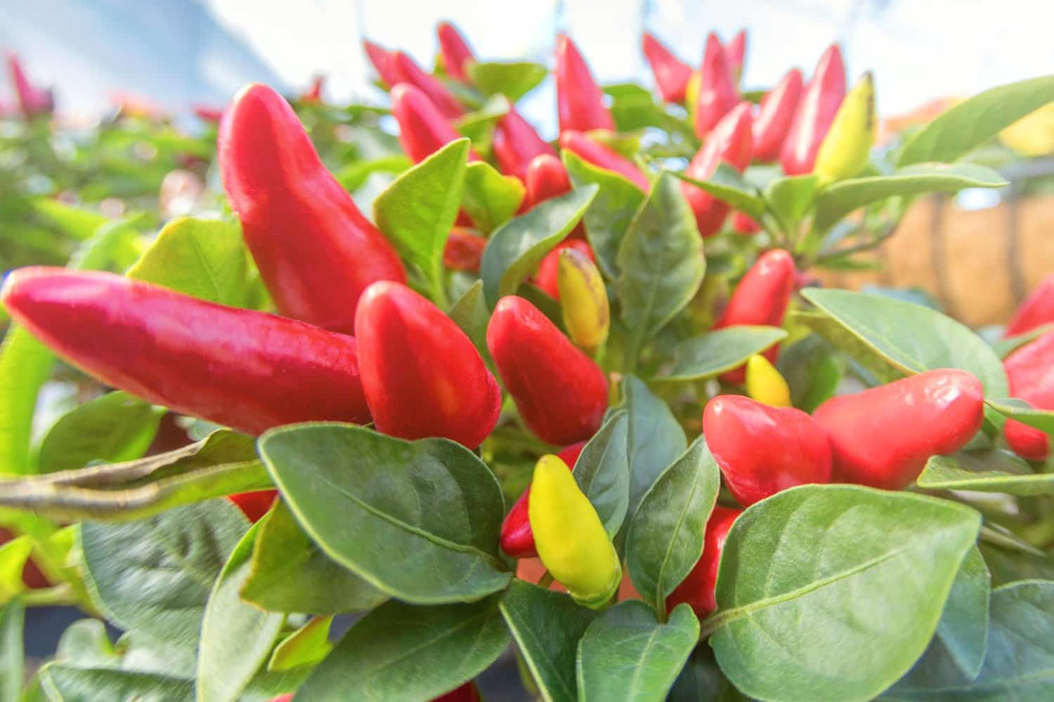 Capsicum annuum : un remède contre les douleurs vives et cuisantes