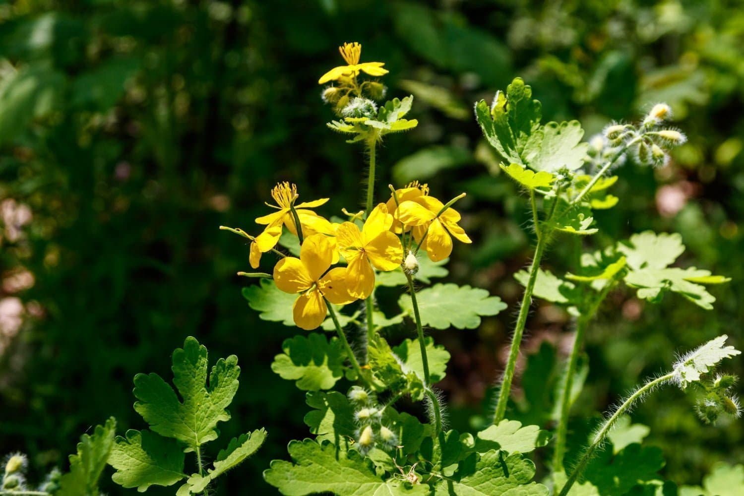 Chelidonium majus : en cas de pathologies du foie et de la vésicule biliaire