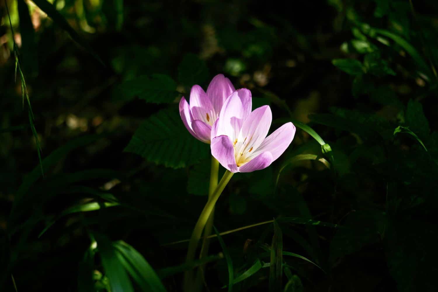 Colchicum autumnale : remède contre la goutte et les nausées