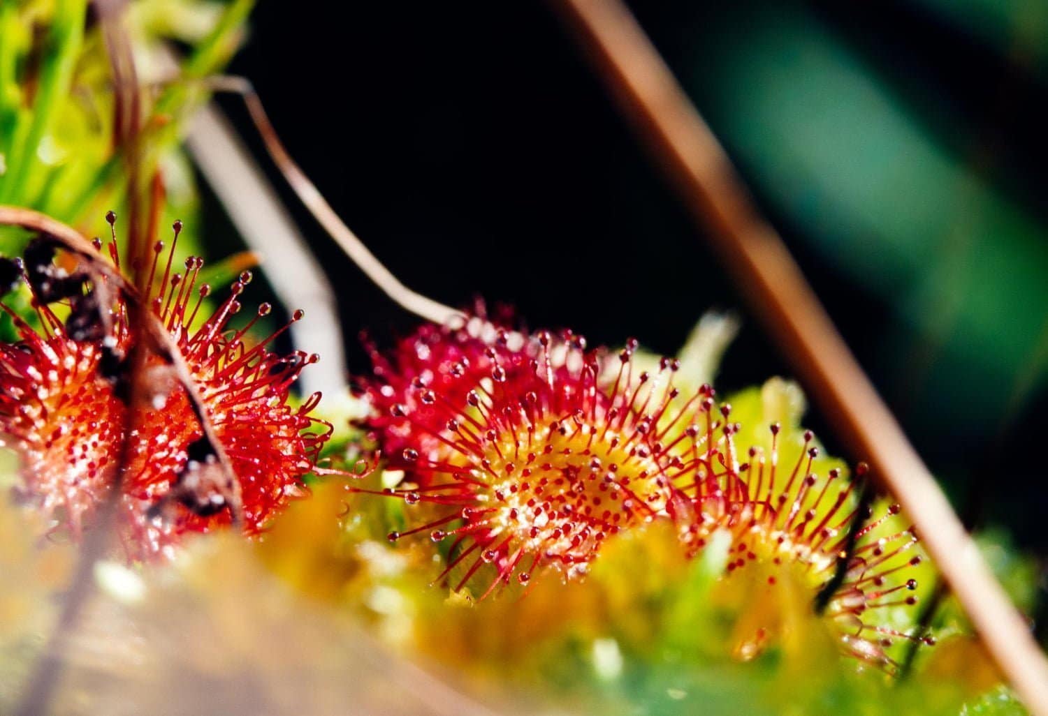 Drosera : le remède à triple action (ORL, infections et rhumatismes)