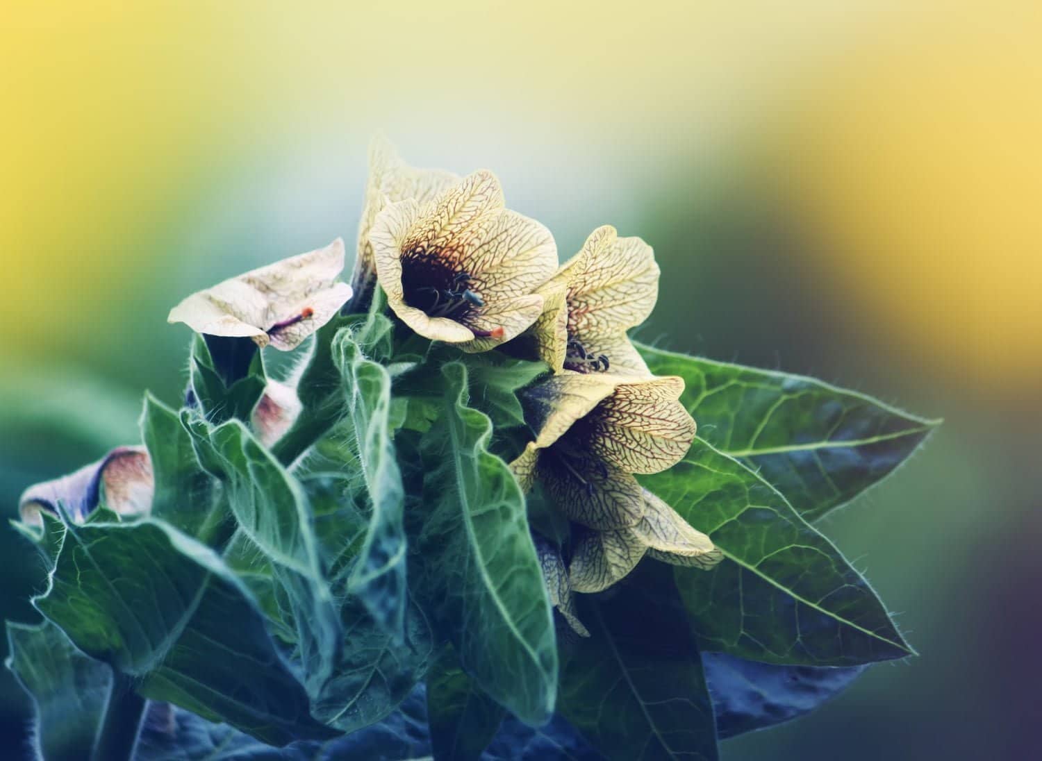 Hyoscyamus Niger : contre les troubles spasmodiques et les tensions nerveuses