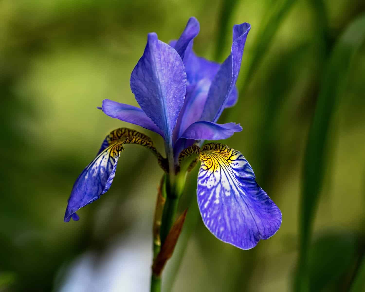 Iris versicolor : gastro-entérologie et migraines ophtalmiques