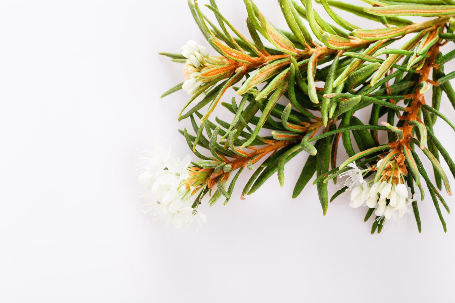 Ledum palustre : coup, piqûre, crise de goutte et douleur articulaire