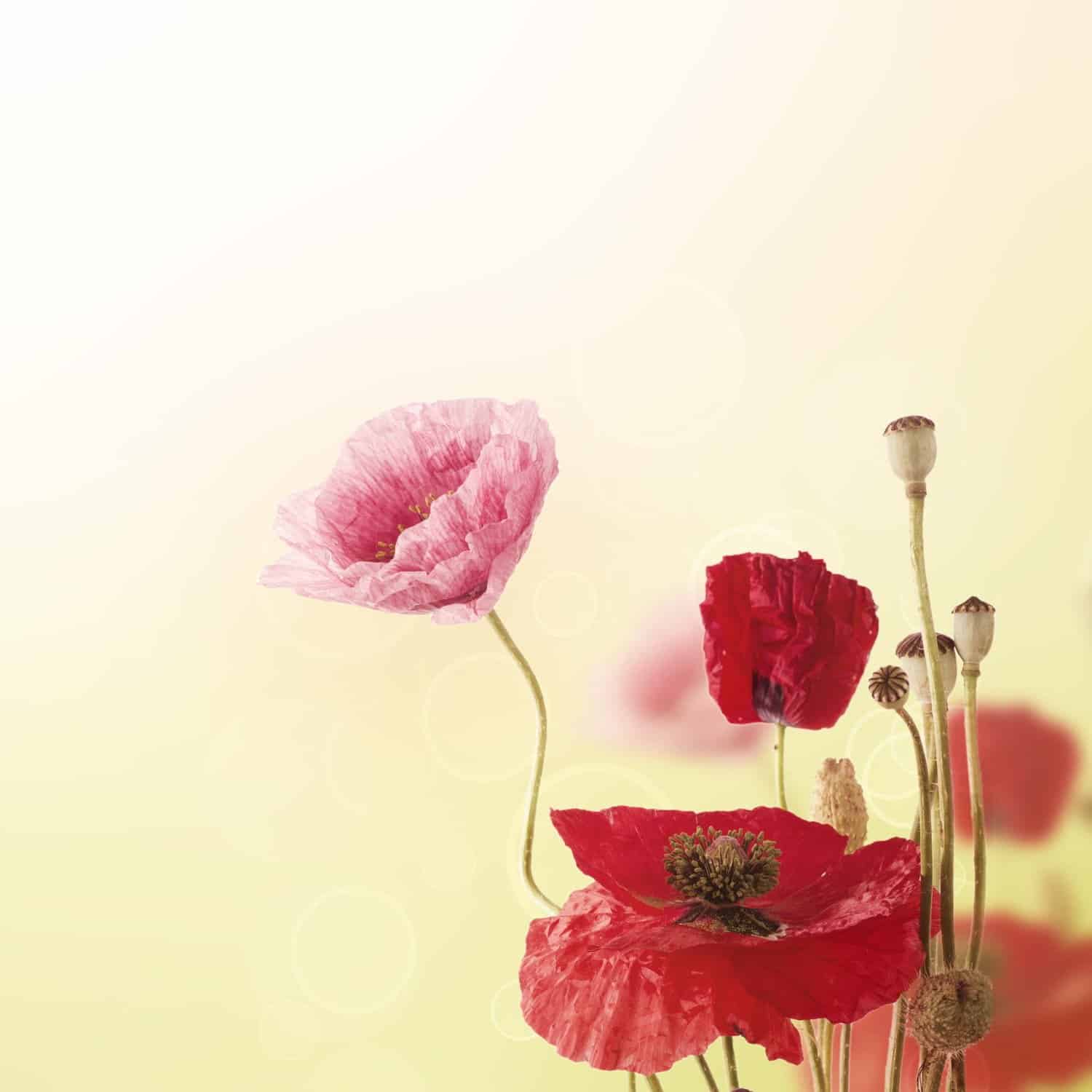 Opium : troubles nerveux profonds et digestifs opiniâtres