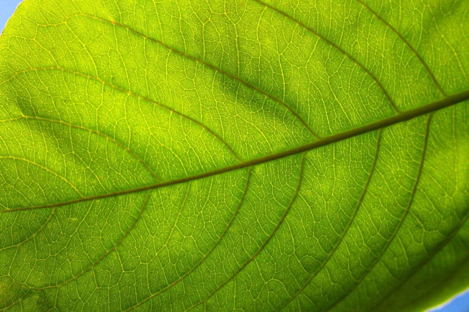 Rhus toxicodendron : rhumatismes, affections cutanées et grippe