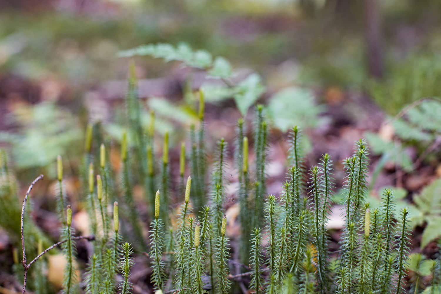 Lycopodium : un vaste champ d’action à commencer par les troubles hépato-digestifs