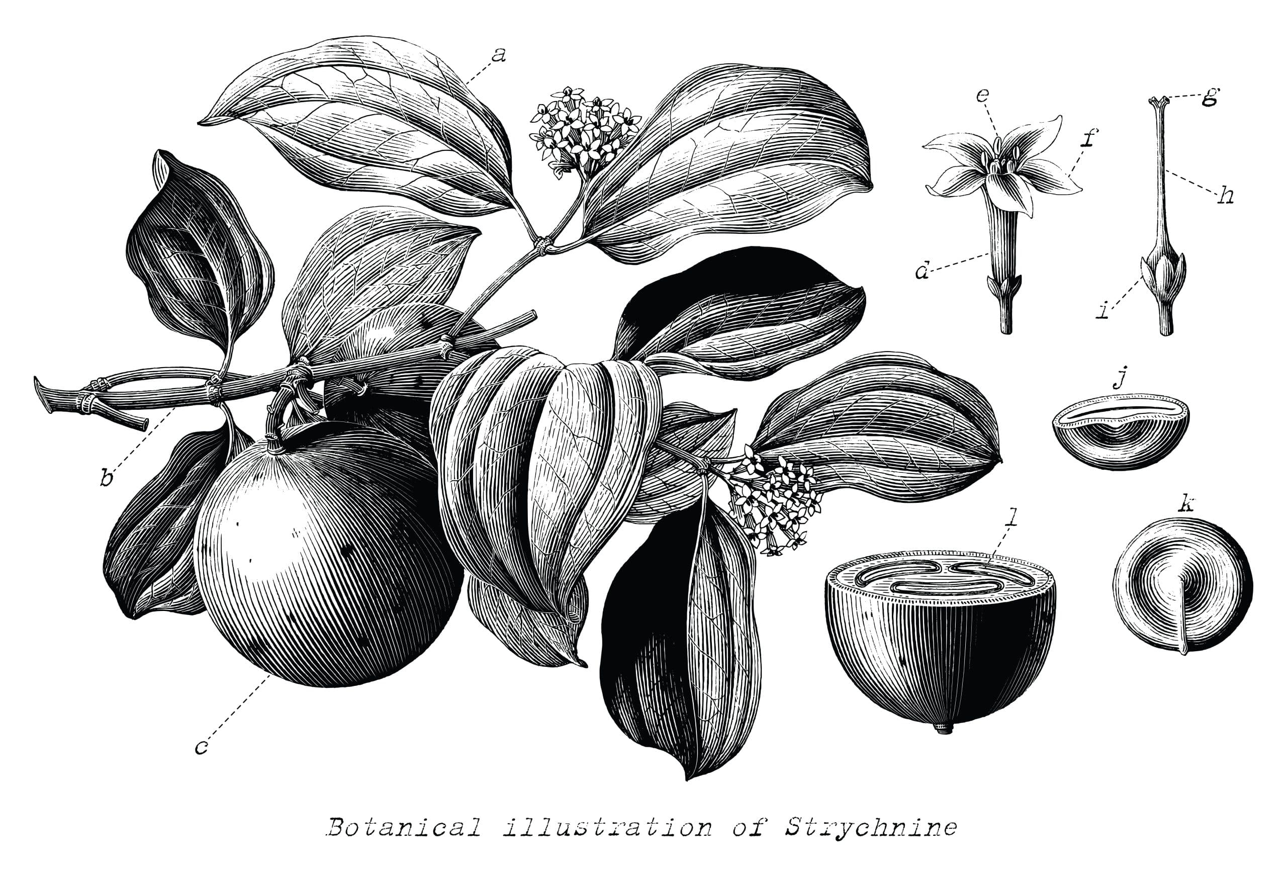 Nux vomica : remède polyvalent sur fond d’excès en tous genres