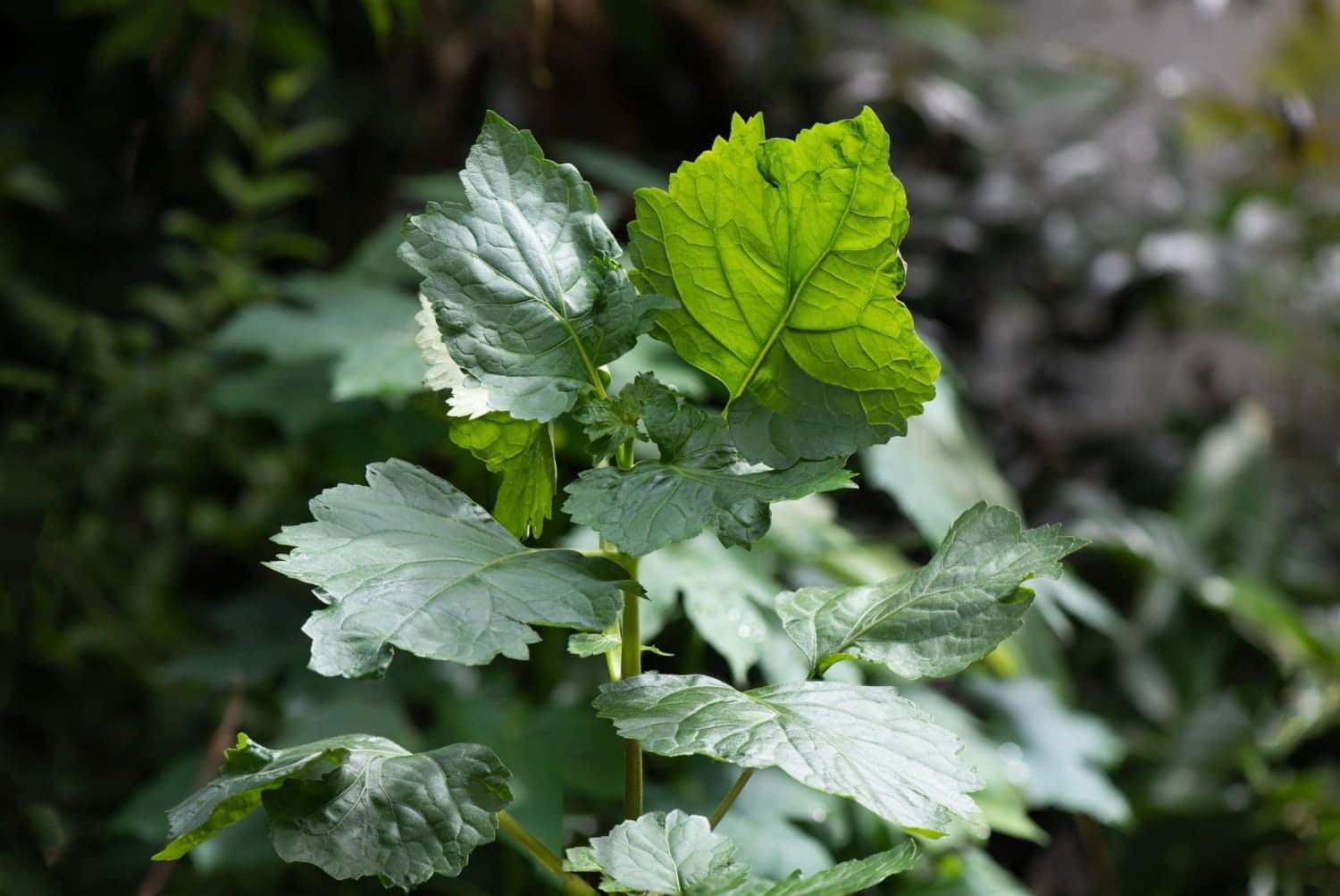 Propriétés thérapeutiques de l’huile essentielle de patchouli