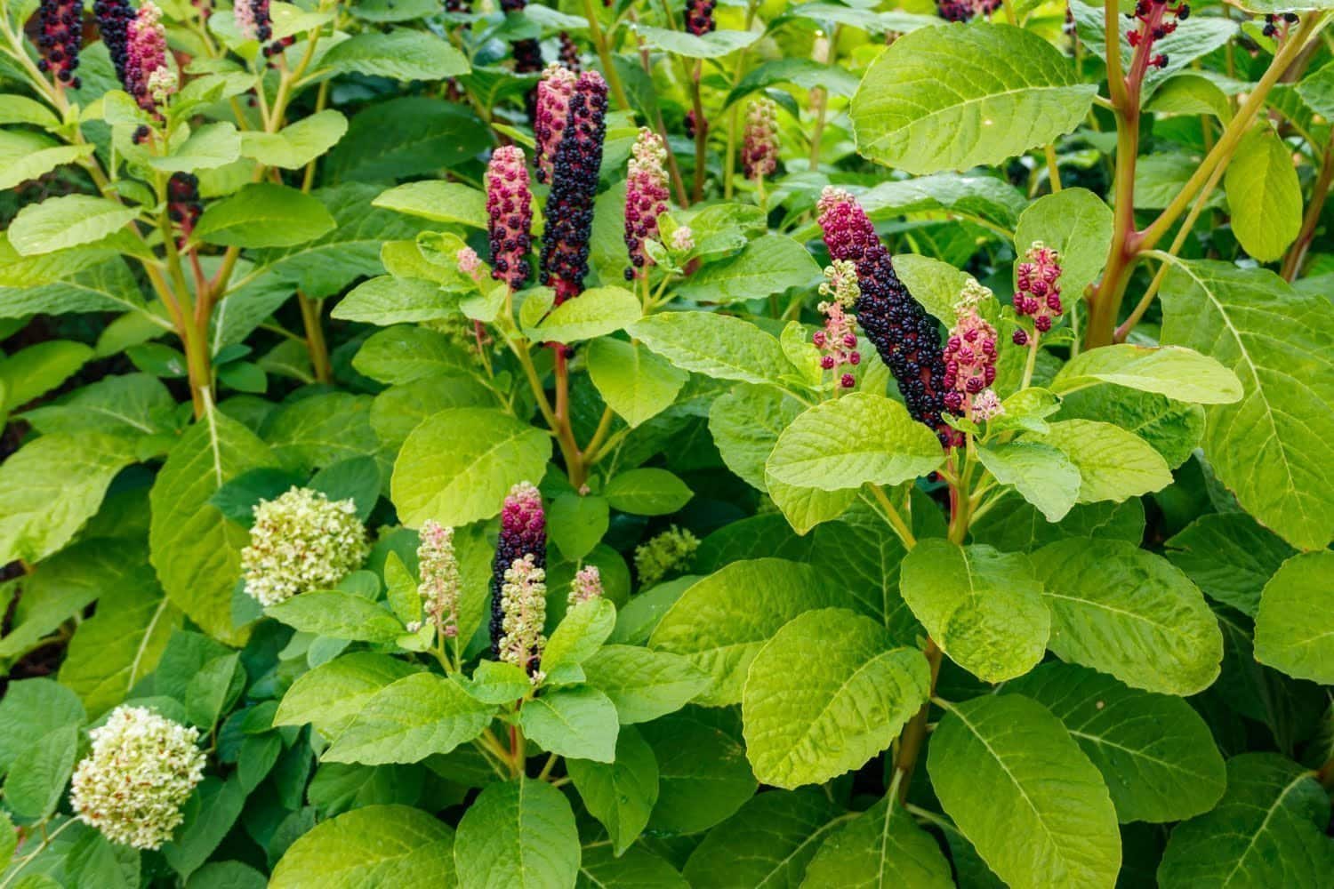Phytolacca : contre une variété de symptômes comme l’angine ou les rhumatismes