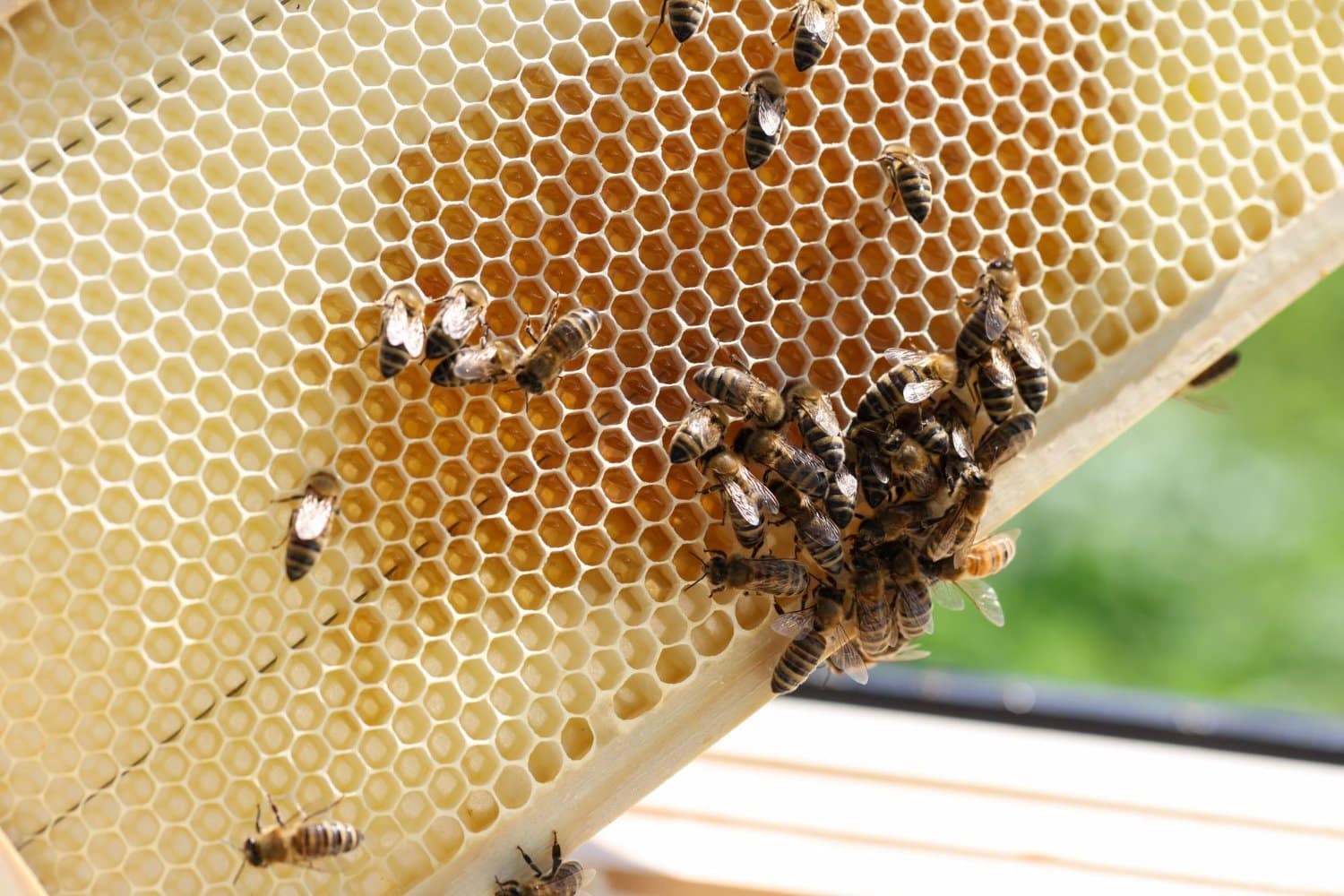 Propolis : Les bienfaits de la sur la santé par le Dr Albert BECKER