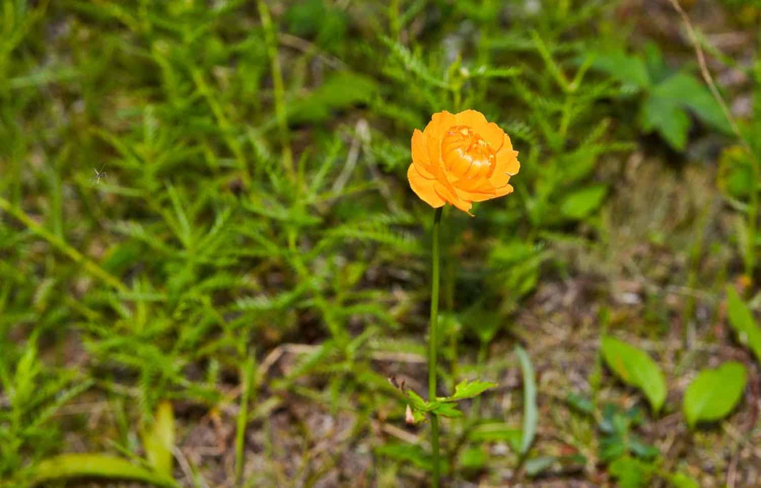 Ranunculus bublosus : remède contre le zona et les névralgies