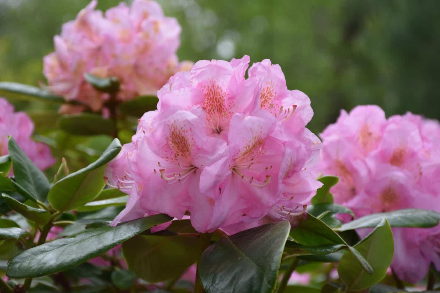 Rhododendron : en cas de douleurs névralgiques et inflammatoires