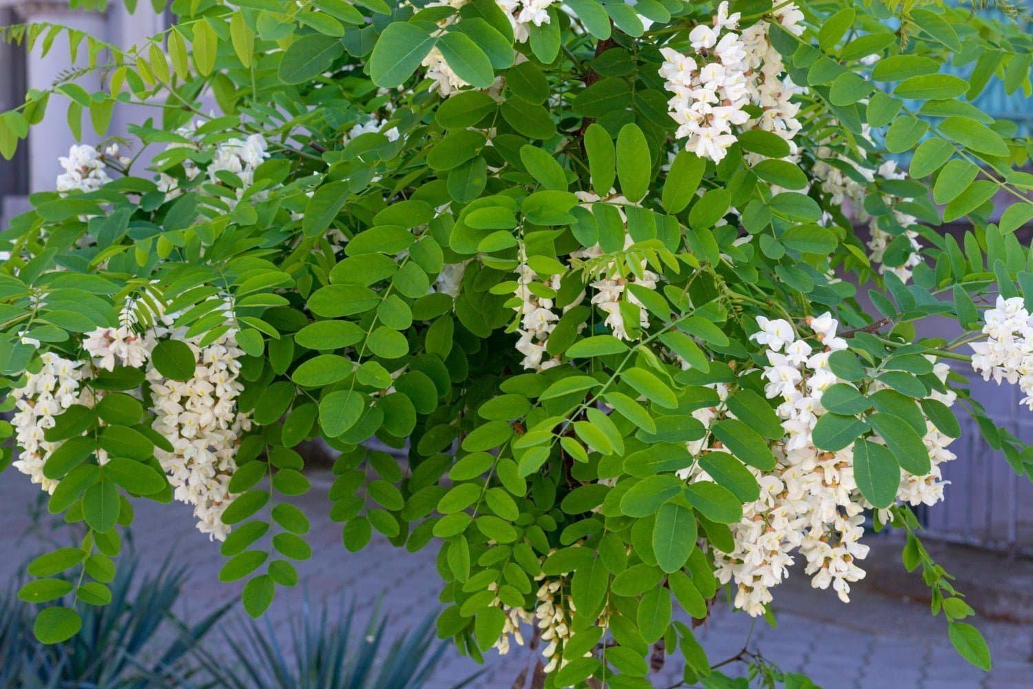 Robinia : le remède contre l’hyperacidité gastrique