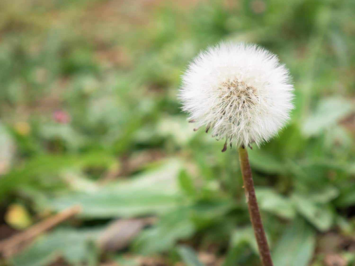 Sabadilla : contre les allergies respiratoires et les vers intestinaux