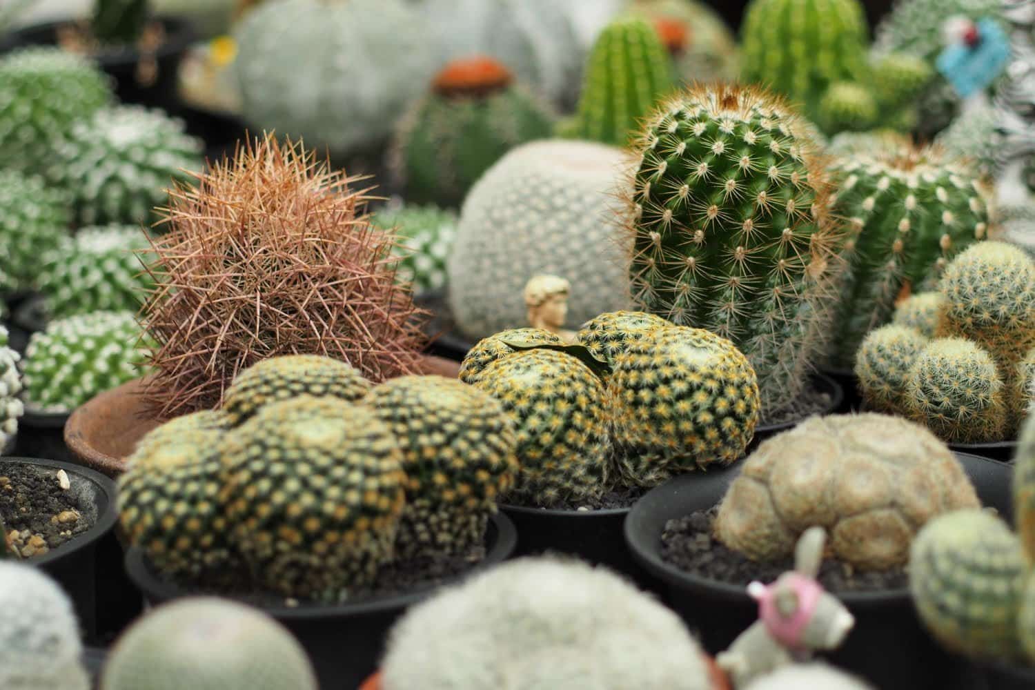 Coccus cacti : contre la toux, les spasmes et les muqueuses sensibles