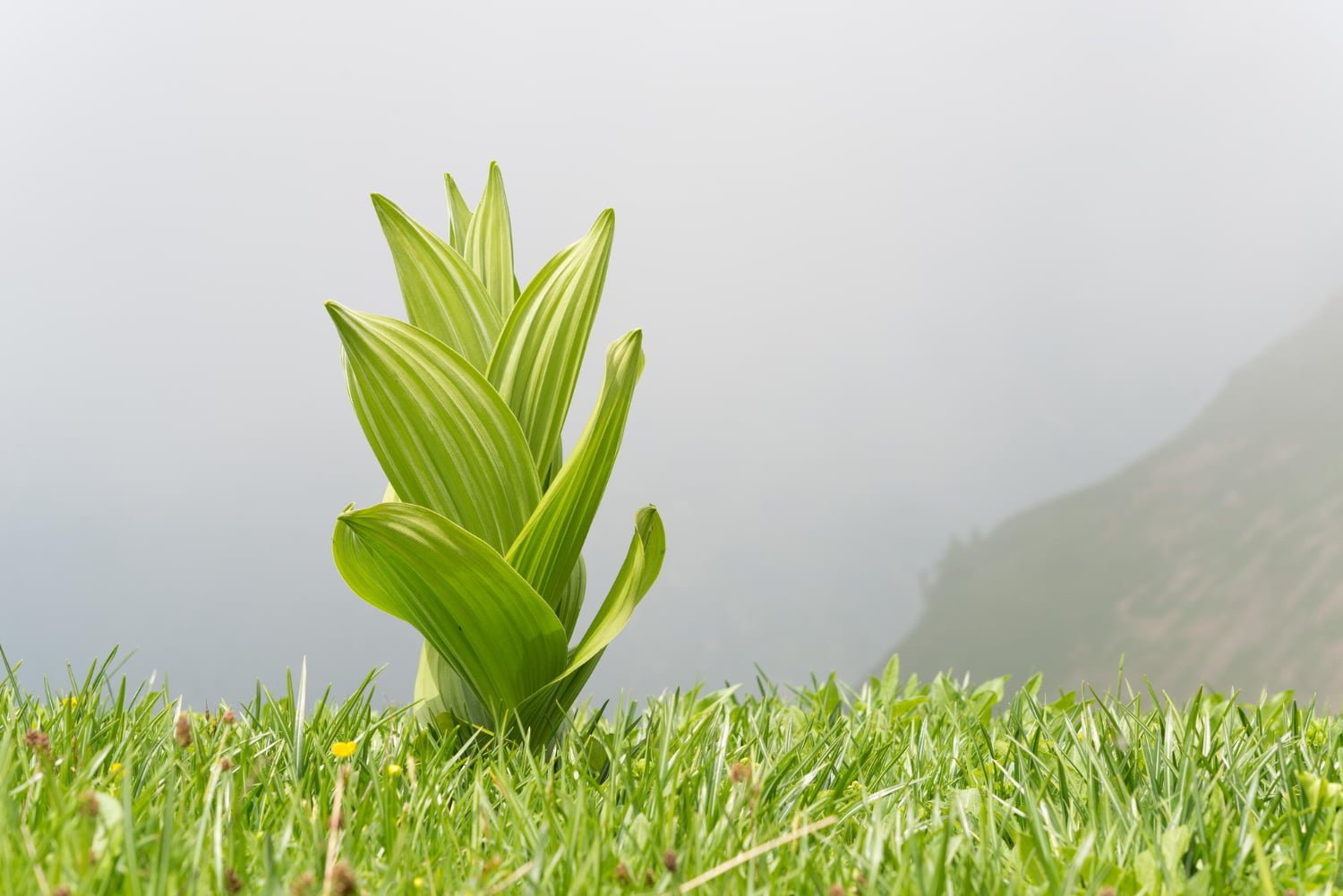 Veratrum album : contre la gastro-entérite et les malaises d’épuisement