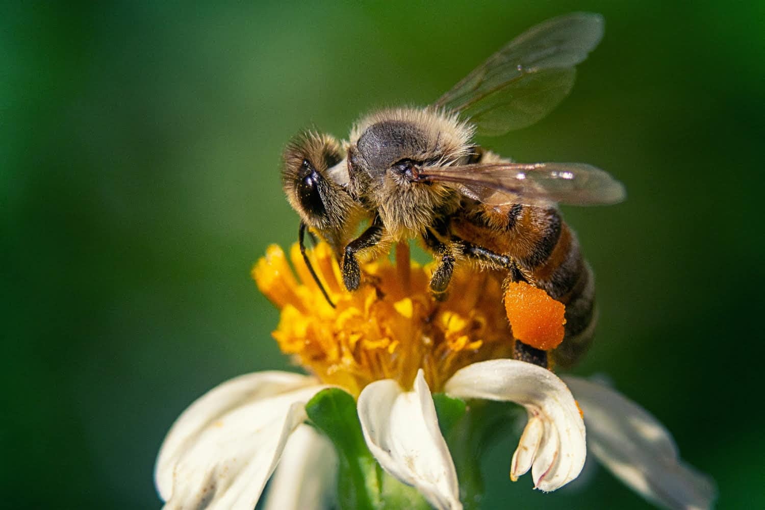 Apis mellifica : remède contre les œdèmes douloureux et les sensations brûlantes