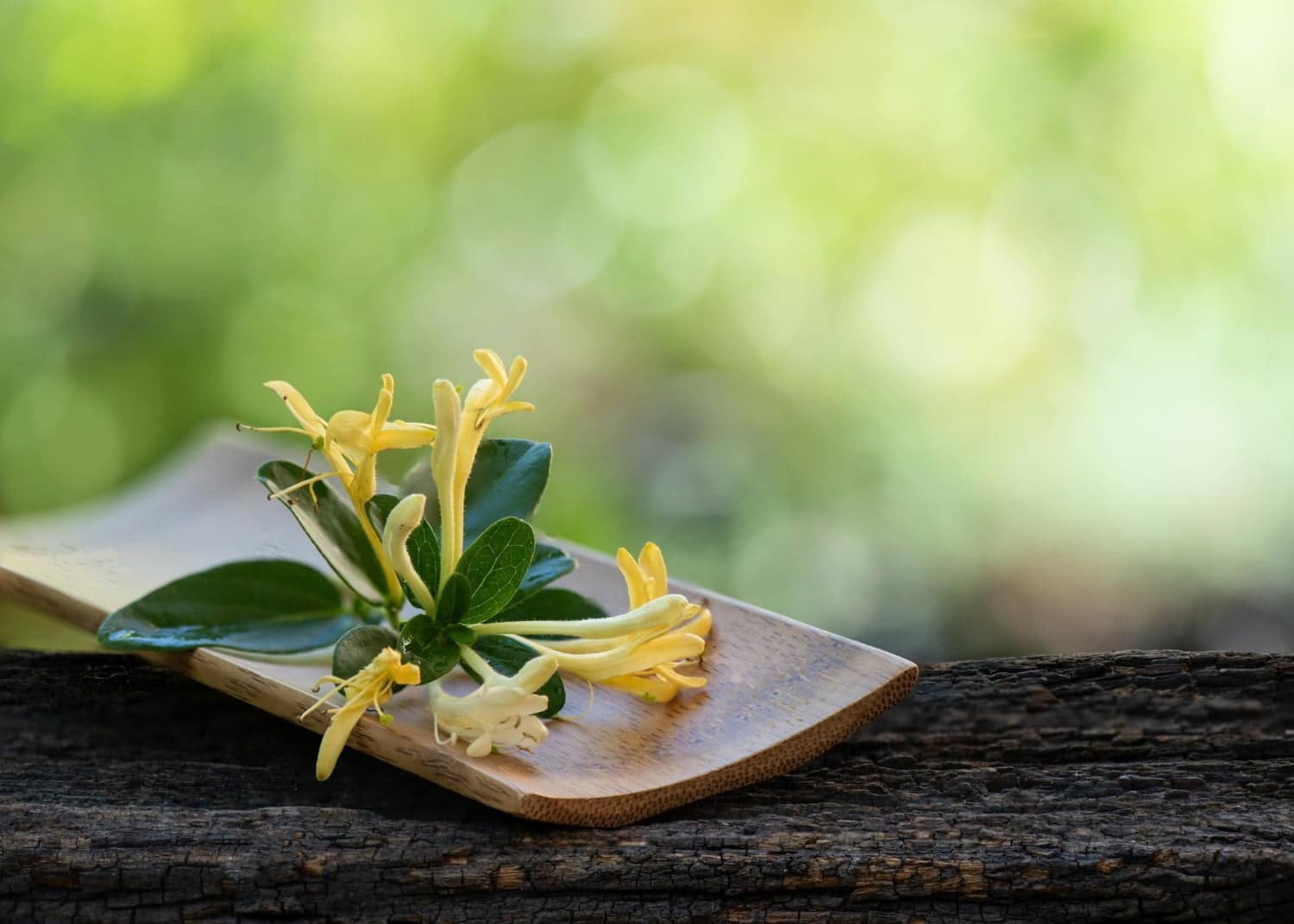 Les bienfaits de la fleur de Bach chèvrefeuille (élixir n°16)