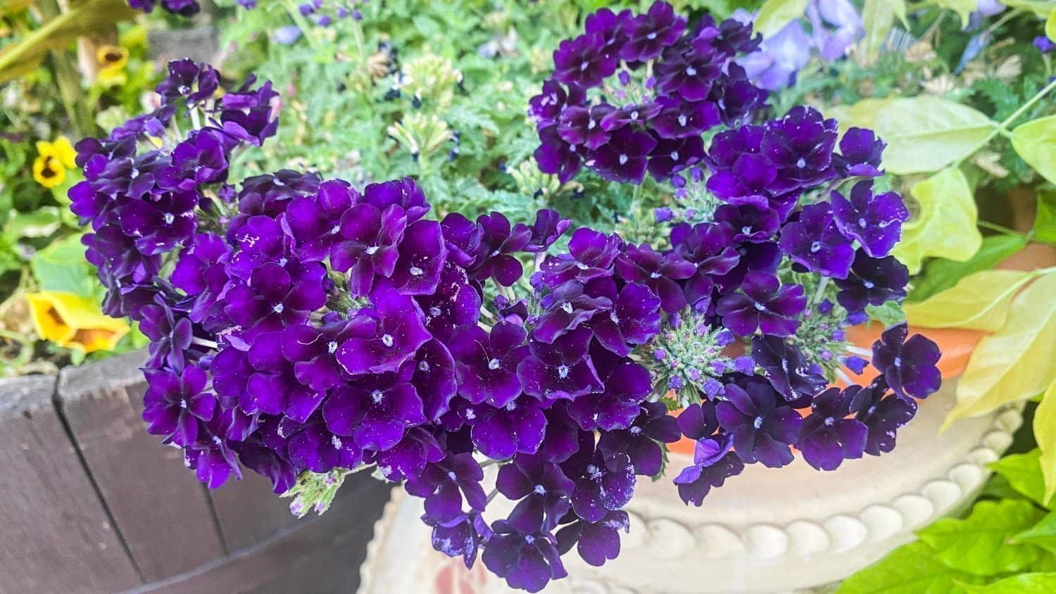 Spécificité de l’élixir n°31 : la fleur de Bach verveine