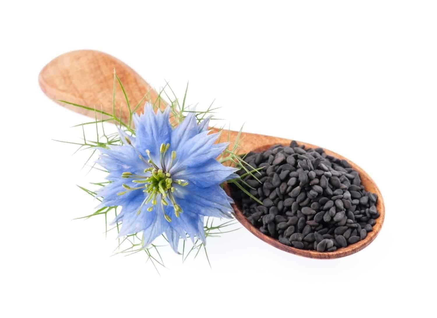 Une cuillère de nigelle par jour pour faire baisser le cholestérol