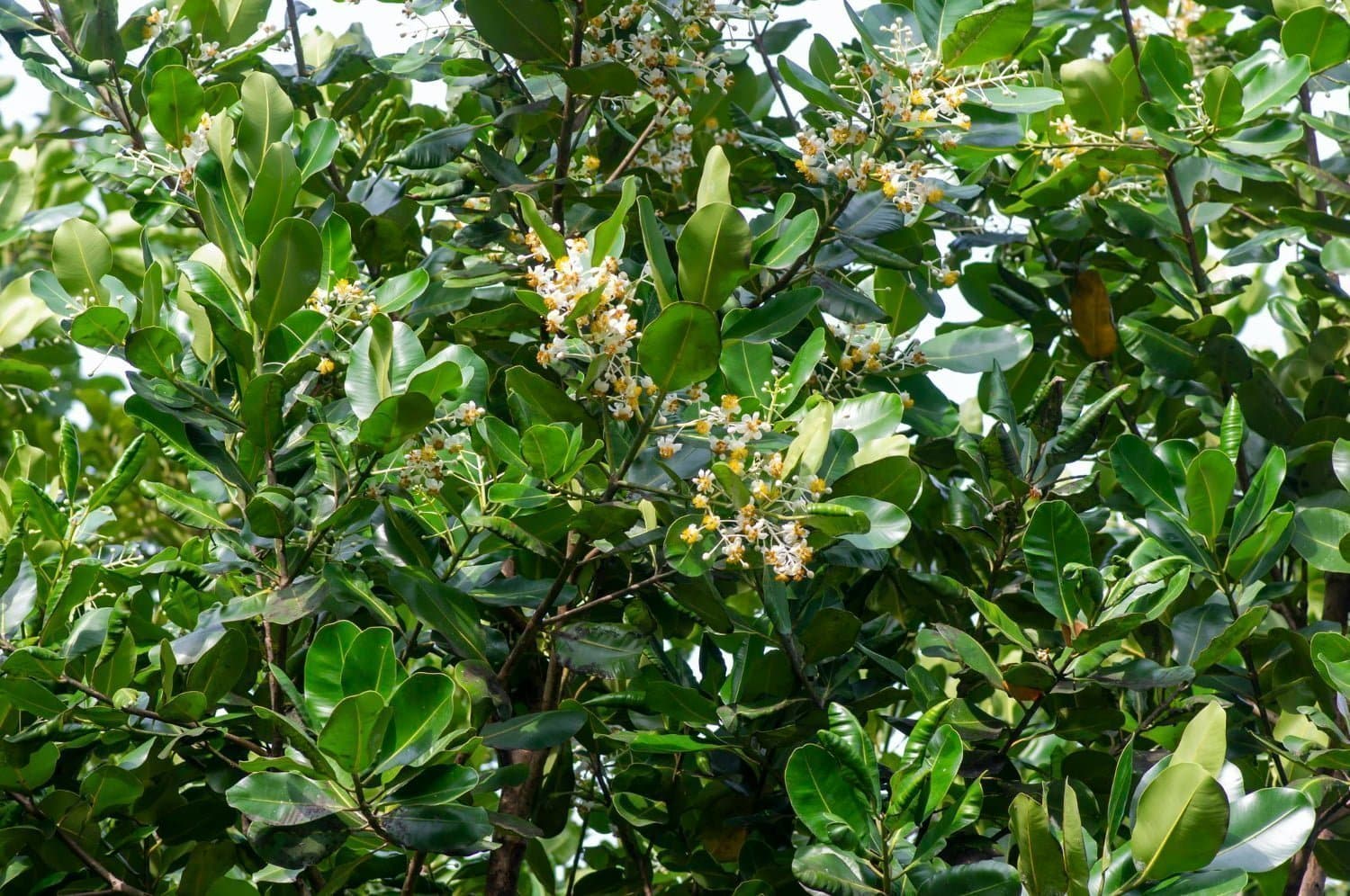 Les propriétés et l’utilisation de l’huile de calophylle