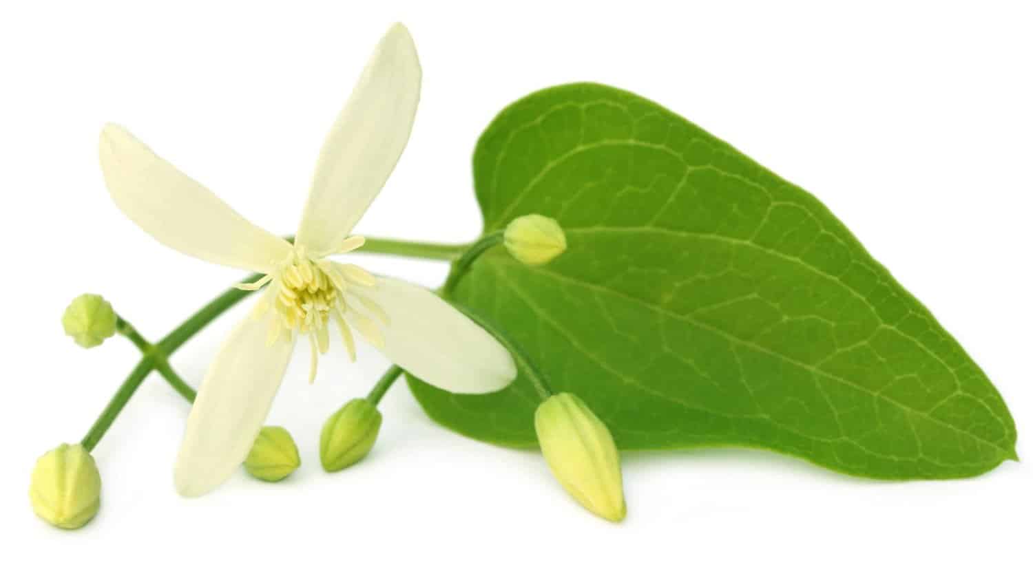Comprendre les qualités de la fleur de Bach clématite (élixir n°9)
