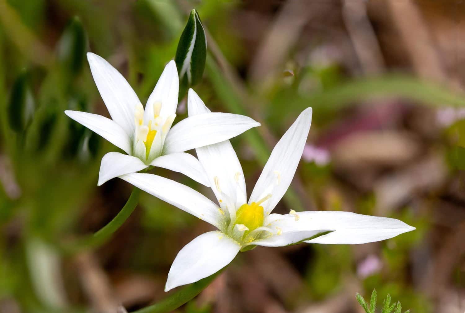 Fleur de Bach étoile de Bethléem (élixir n°29)