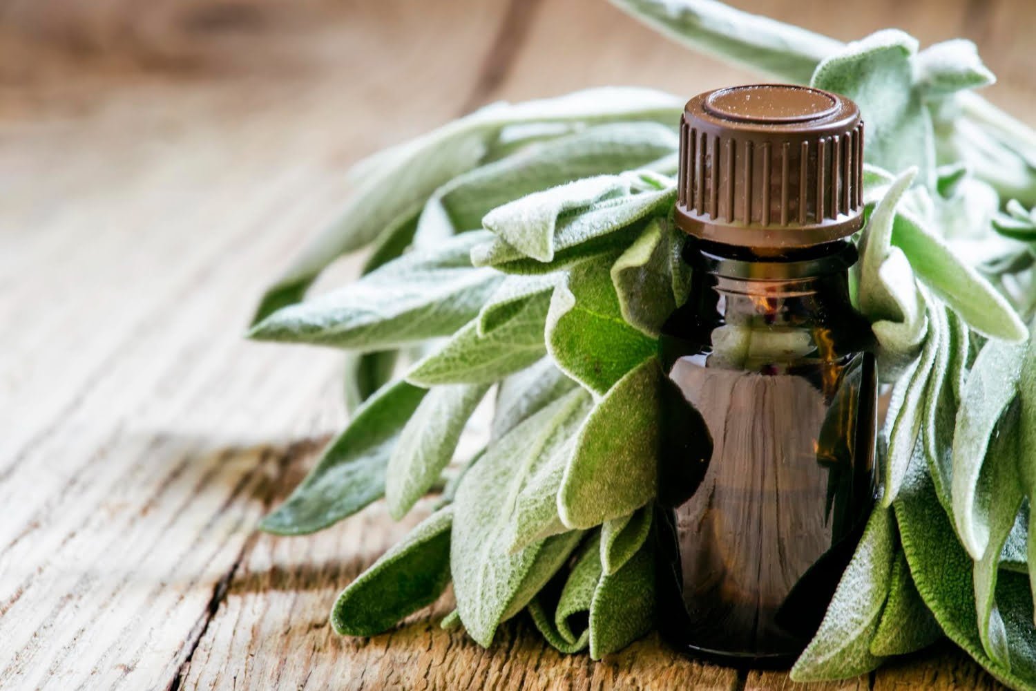 Tout sur l’huile essentielle de sauge officinale à grandes feuilles