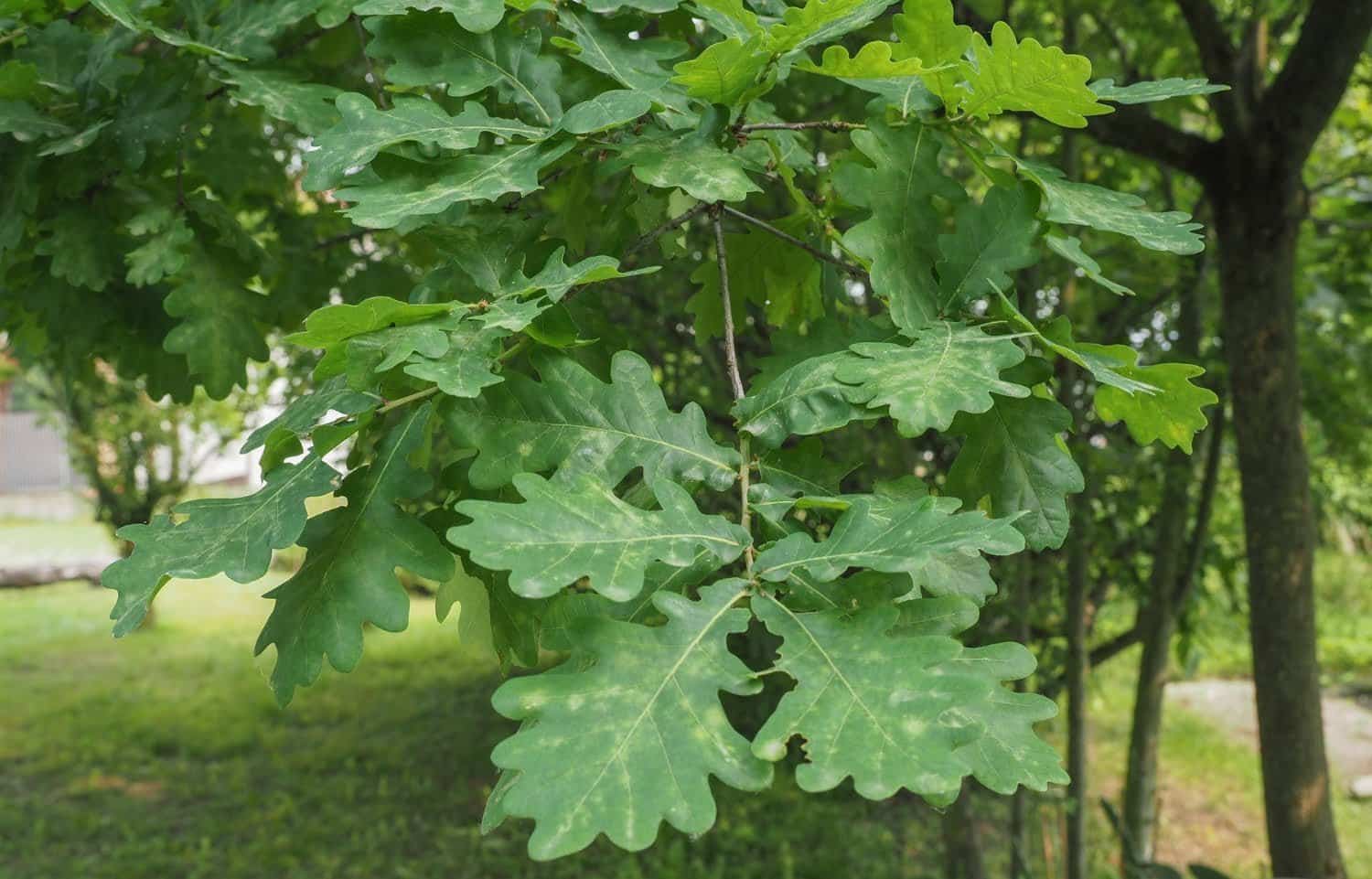 Comprendre les effets de la fleur de Bach chêne sur la santé (élixir n°22)