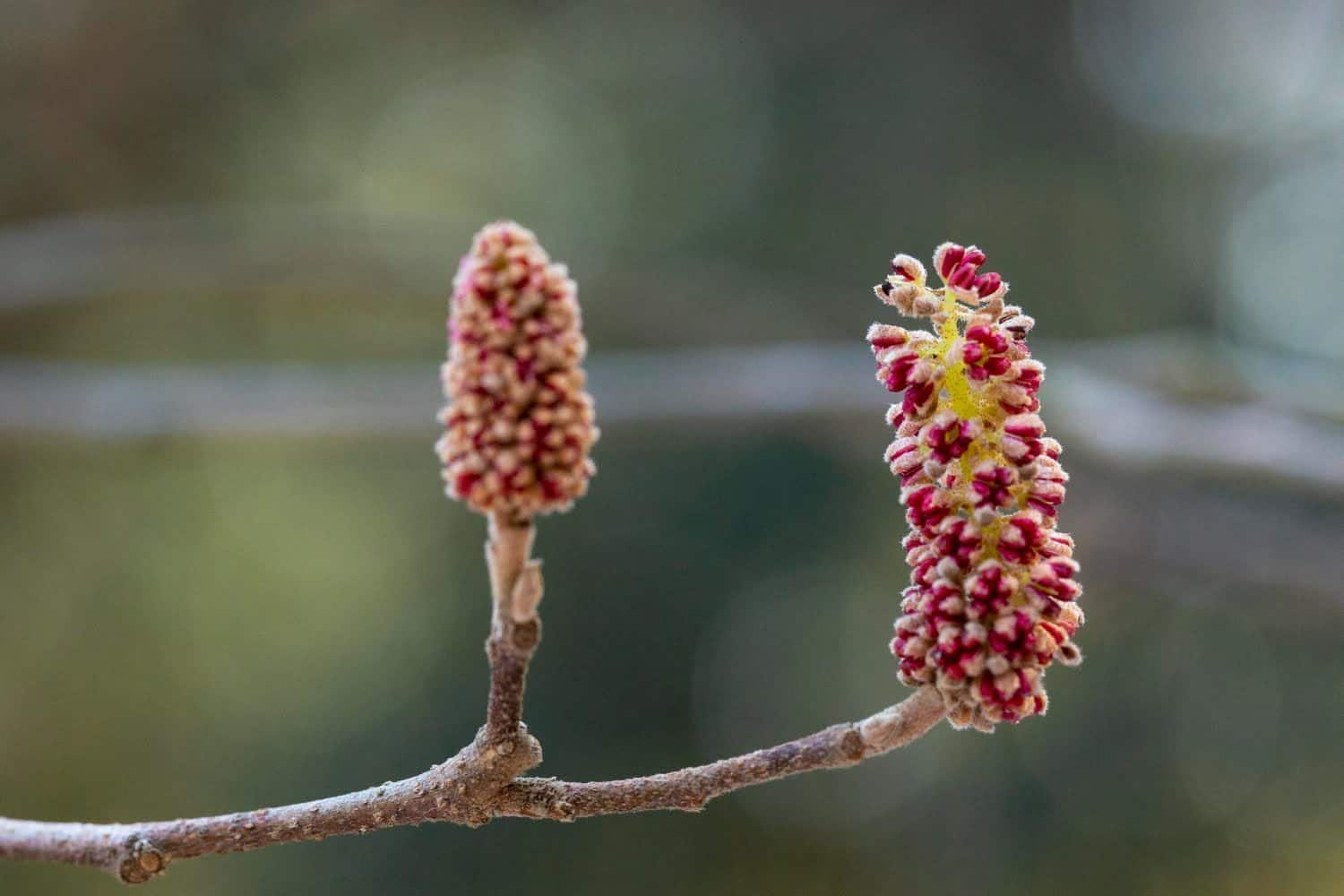Fleur de Bach orme : comment retrouver l’assurance et l’équilibre en période de surmenage émotionnel