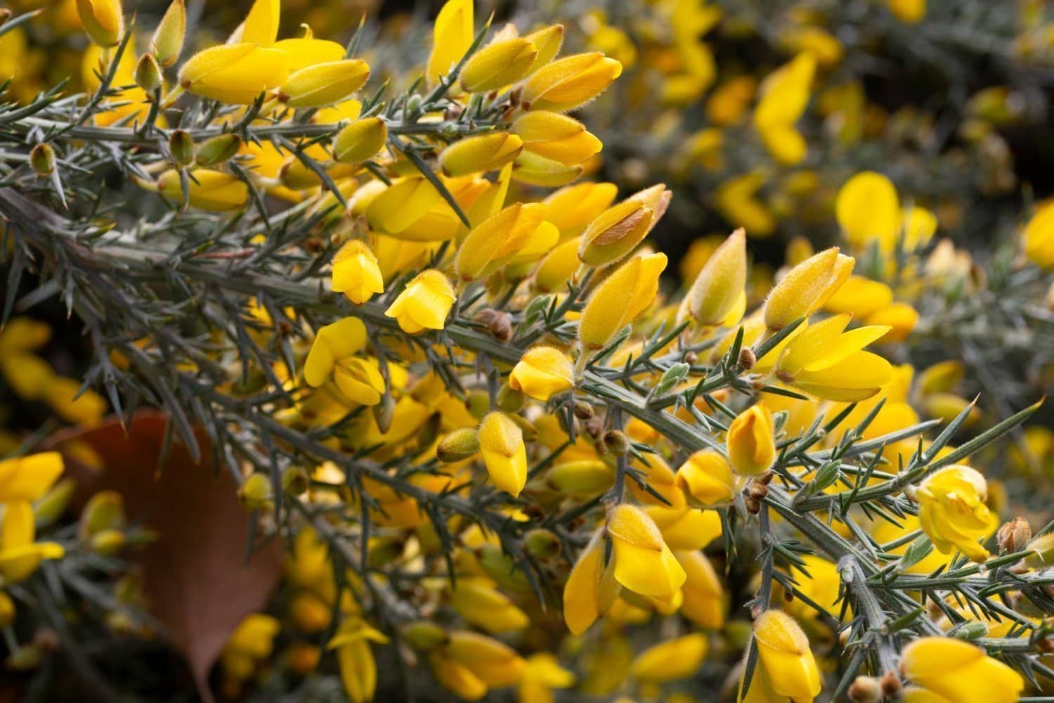 La fleur de Bach ajonc (élixir n°13)