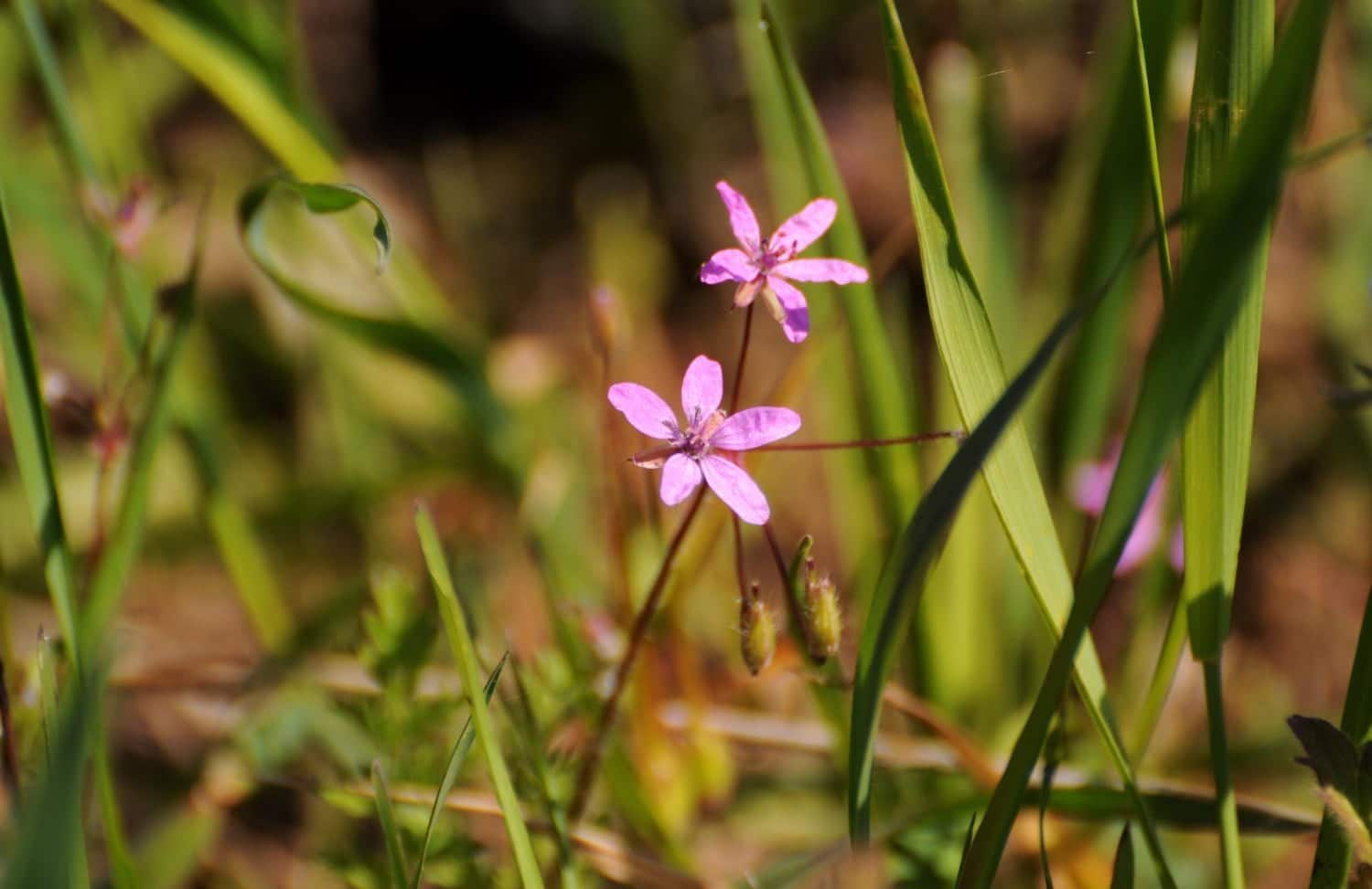 À la découverte de la fleur de Bach centaurée