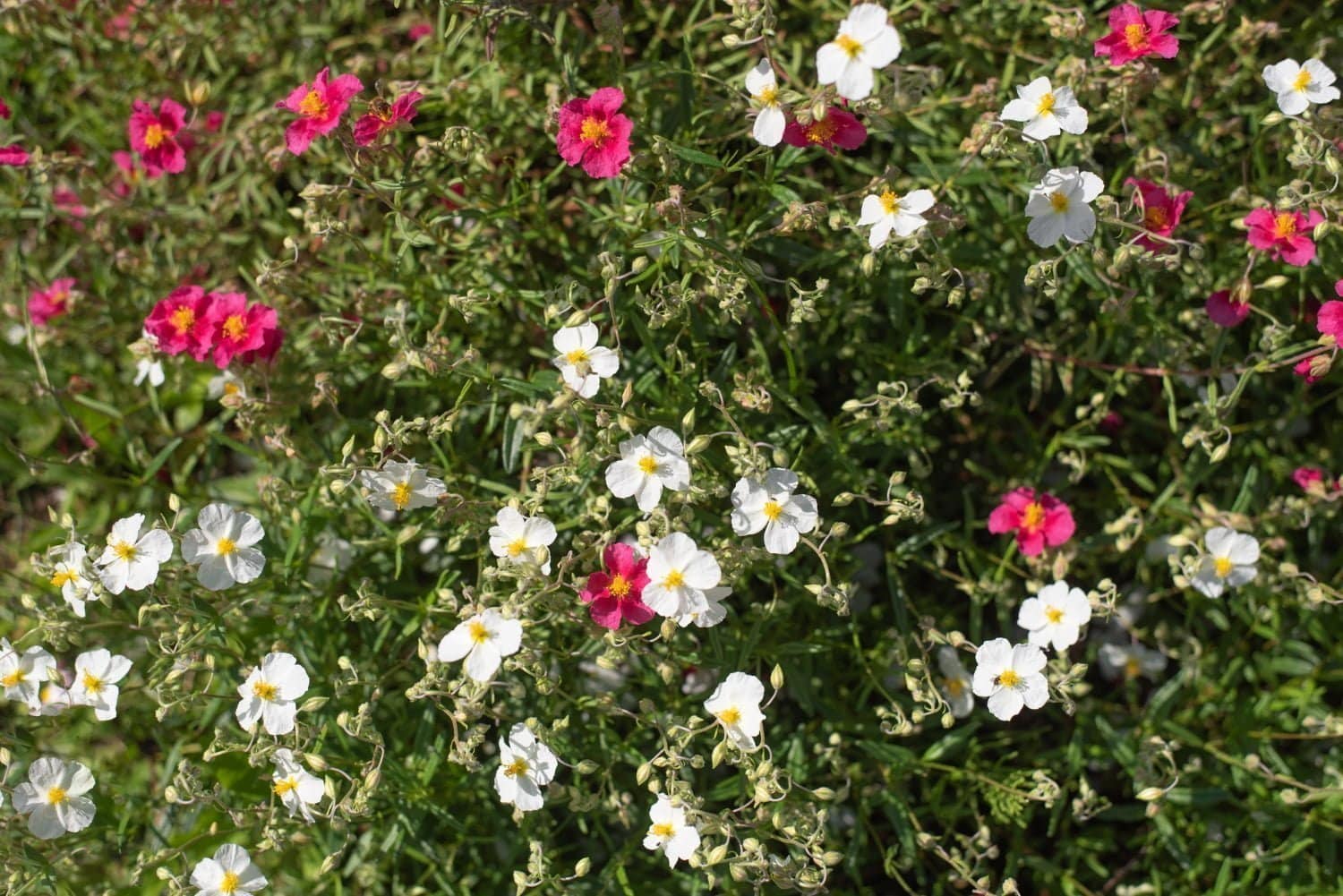 Fleur de Bach hélianthème (élixir n°26)