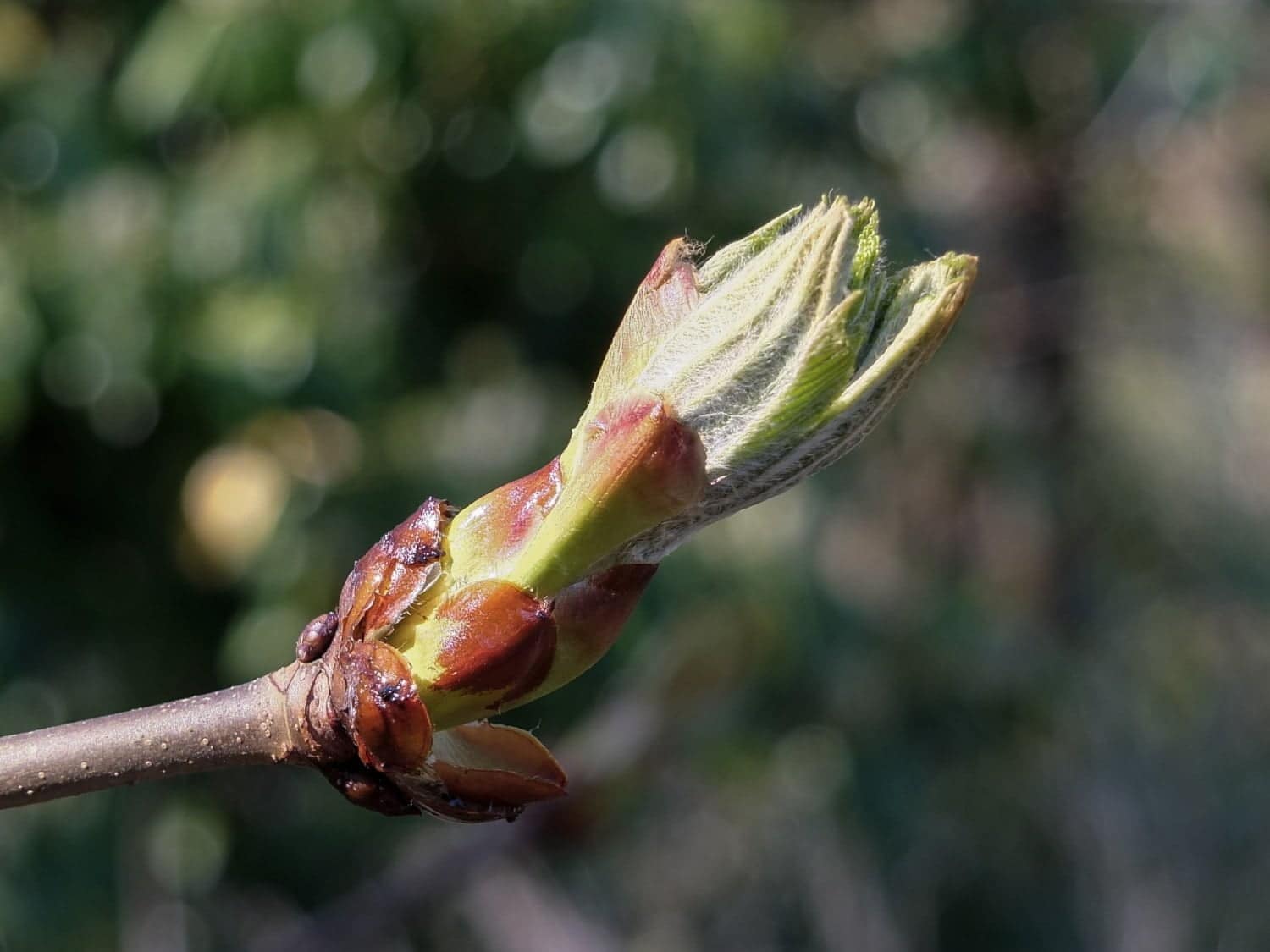 La fleur de Bach bourgeon de marronnier