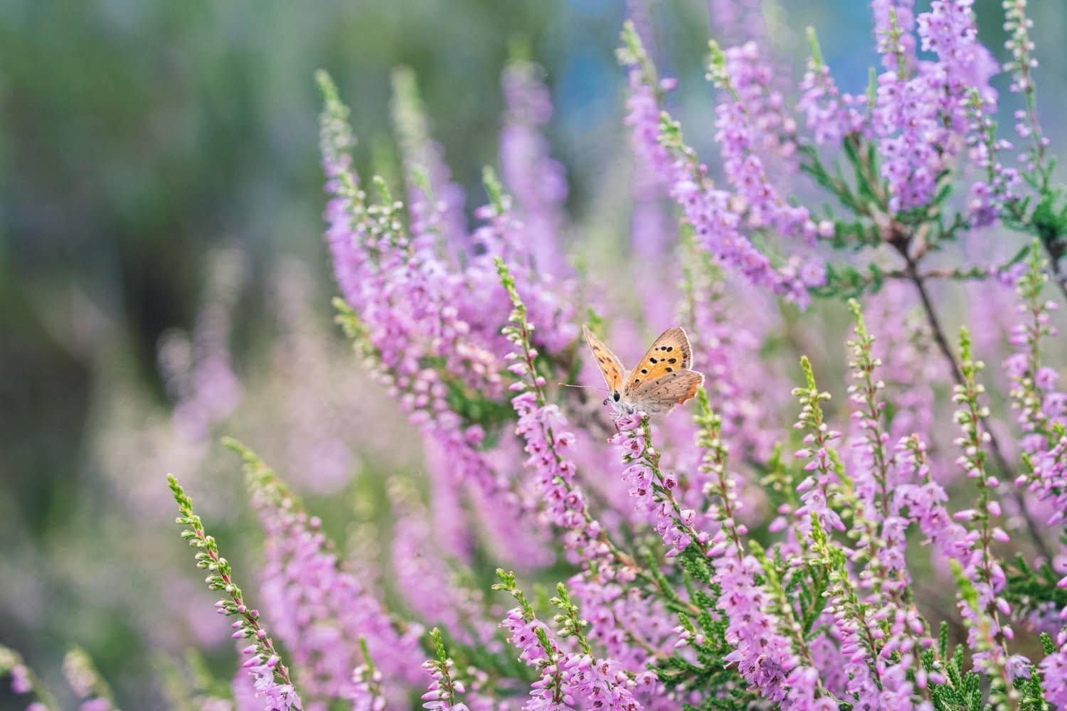 Zoom sur les propriétés de la fleur de Bach bruyère (élixir n°14)