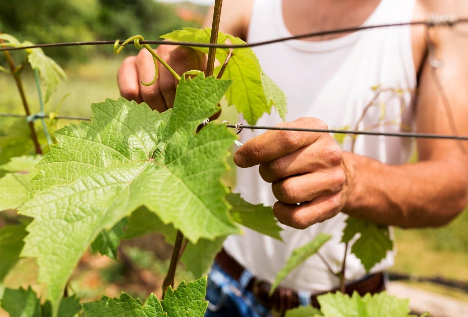 Tout savoir sur la fleur de Bach vigne : élixir n°32