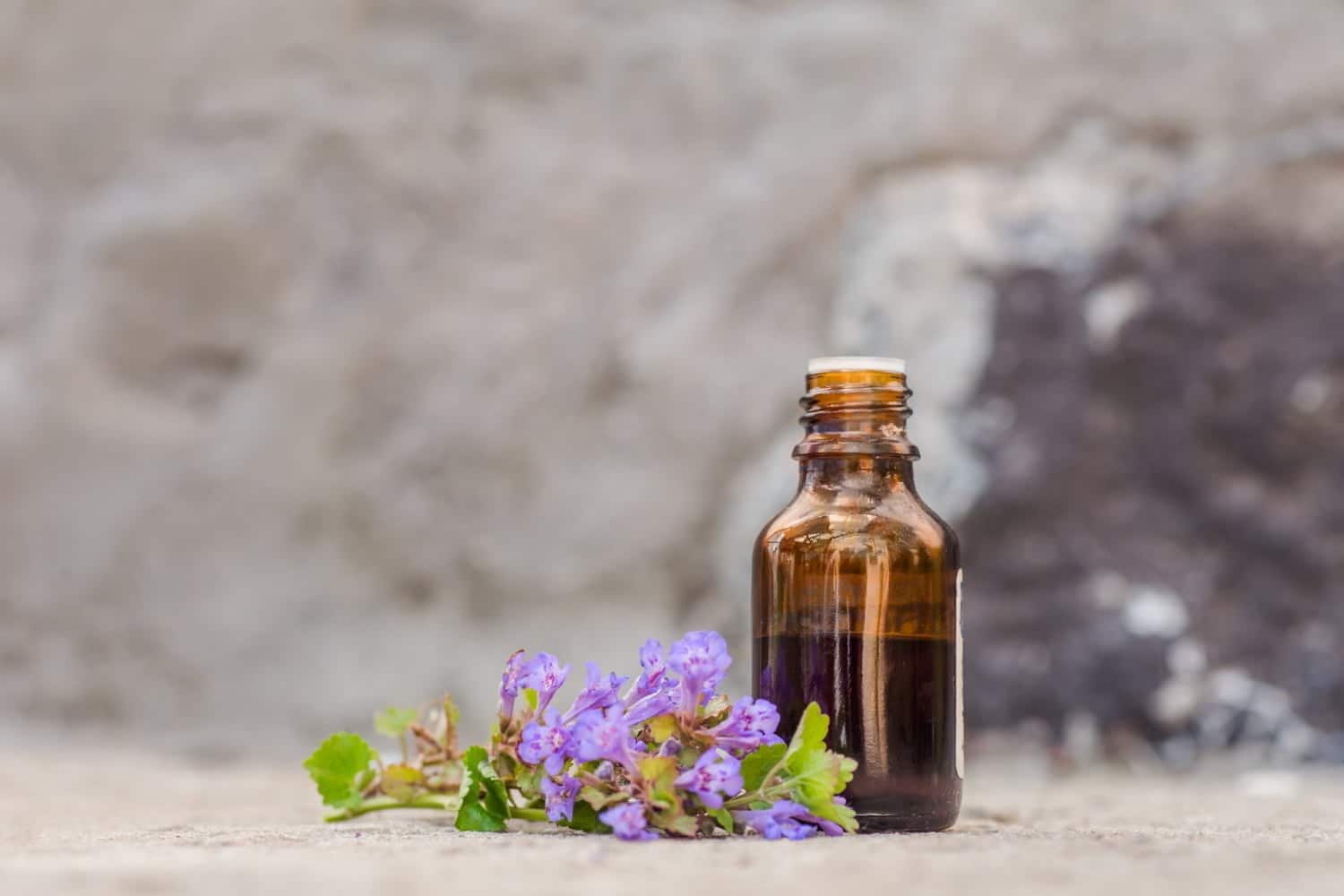 Lierre terrestre : fonctions médicinales dans la phytothérapie actuelle