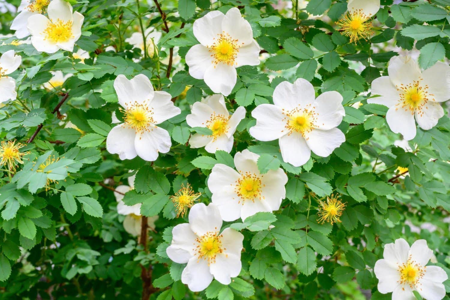 Les bienfaits émotionnels de la fleur de Bach églantine (élixir n°37)